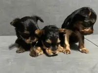 Щенки йоркширского терьера, фотография 3