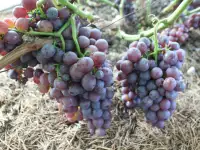 Продам саженцы винограда, фотография 3