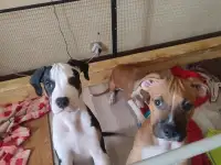 Щенки стаффорда, фотография 6