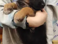 Щенки 100 немецкой овчарки, фотография 11