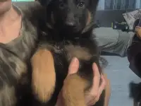 Продам щенков немецкой овчарки, фотография 2