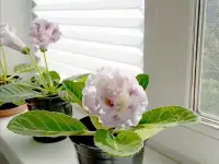Глоксинии. Комнатные цветы., фотография 4