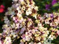 Флокс метельчатый мистик грин