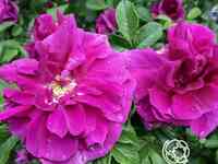 Роза ханса, кордес