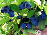 Жимолость Лазурная