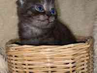 Продам котят мальчиков и девочек., фотография 4