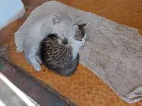 отдам котят в хорошие руки, фотография 4