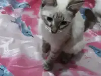 Отдам в хорошие руки кошечку 3 месяца, фотография 2