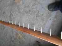 Планка колковая, фотография 2