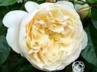 Роза перпетуали ерз, харкнесс