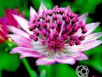 Астранция крупная Примадонна