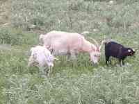 Продам козлят от дойной козы, фотография 5