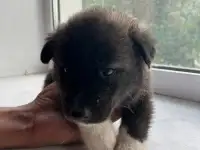 Продам щенков дава мальчика и две девочки, фотография 4