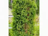 Туя выше 3 метров, сосна живая, берёза, ива, ольха, рябина, рассада., фотография 3