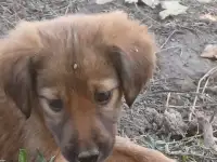 Продам щенков, фотография 2