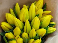 Тюльпаны премиум класса оптом к 8 марта