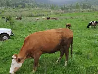 Корова первотел покрытая  ее бычок, фотография 2