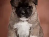 Продается щенок Американской Акиты, фотография 2