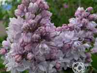 Сирень полина осипенко махровая