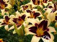 Лилейник вайлд хорсес