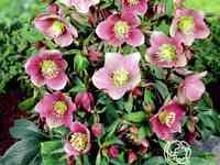 Морозник монтсегур