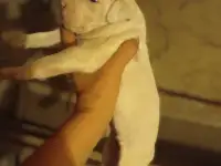 Щенки Тобет САО и Питбуль, фотография 3