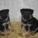 Щенки немецкой овчарки, фотография 3
