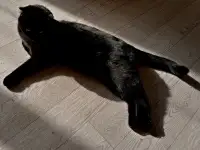 Отдадим шотландскую вислоухою кошку бесплатно, фотография 3