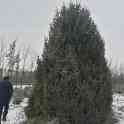 Живые елки, фотография 3