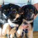 щенки немецкой овчарки, фотография 3