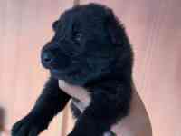 Продаются щенки восточно-европейской овчарки чистокровные, фотография 3