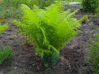 Продам дачу остановка поворотная, фотография 9