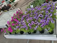 Вегетационные столы для выращивания рассады, фотография 4