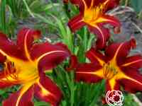 Лилейник-спайдер Отум Ред