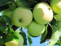 Яблоня кипарисовое