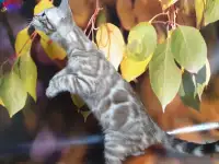 Бенгальские котята от привозных родителей, фотография 2