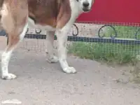 Нужен друг для нашей девочки