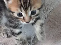 Потерялись хозяева у маленьких котят, фотография 5