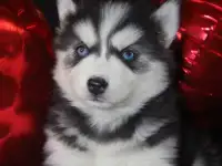 Щенки Сибирской Хаски, фотография 4