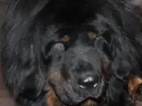 Продам щенков тибетский мастиф, фотография 8