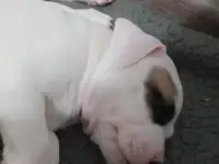 Продам щенков, фотография 11