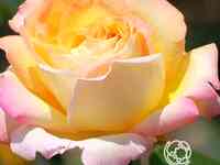 Роза глория дей чайно-гибридная, топалович