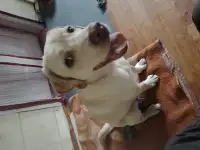 Лабрадор ретривер, фотография 4