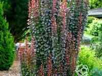 Барбарис ред пиллар