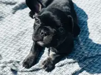 Щенки французского бульдога, фотография 4