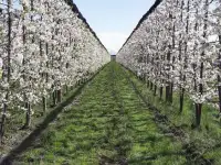 Антиградовая сетка для яблок, винограда и других культур, фотография 3