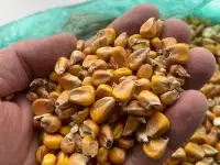 Кукуруза, фотография 4