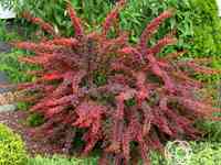 Барбарис голден ринг