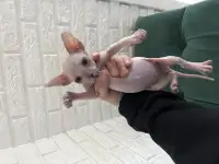 Продам котенка донского сфинкс, фотография 2