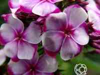 Флокс метельчатый неон флае блу